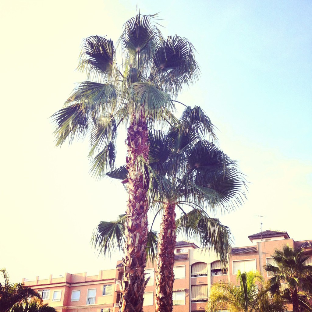 Palmeras
